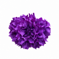 RAMILLETE DALIAS MORADO
