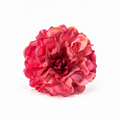 PEONIA NALA GRANDE BURDEOS ENVEJECIDO