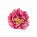 PEONIA NALA GRANDE MALVA
