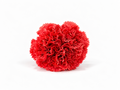RAMILLETE 5 CLAVELES CORAL