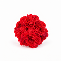 RAMILLETE CLAVEL TINTADO ROJO
