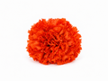RAMILLETE 2 CLAVELES NARANJA