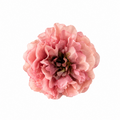PEONIA NALA GRANDE MAQUILLAJE