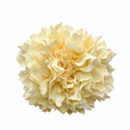 RAMILLETE DALIAS BEIGE