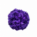 RAMILLETE 3 CLAVELES MORADO